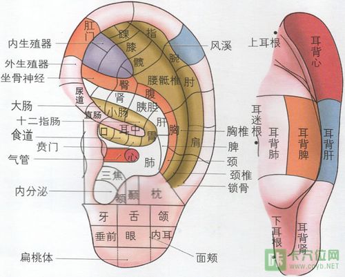 耳部反射区高清图1,根据相应部位取穴:内脏,肢体,器官等发生病变,在