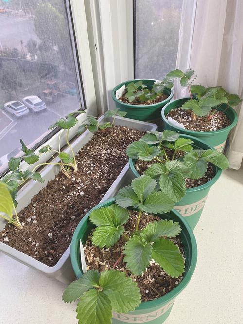 阳台草莓盆栽种植方法