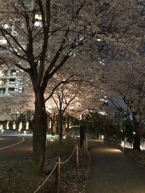晚上走在布满白色樱花树的小路上,各位宁静和浪漫
