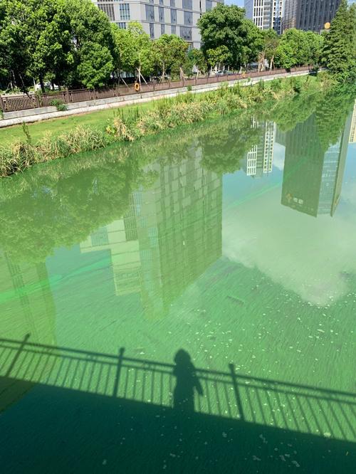 宁波河道水面突然出现好多绿色浮生物