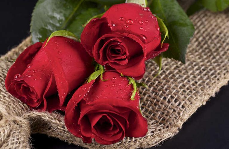 玄义玫瑰圣母三朵红花