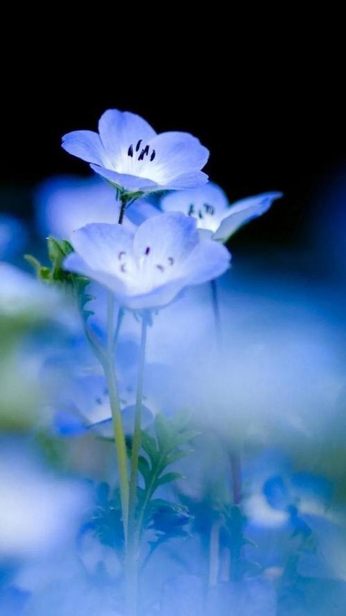 唯美蓝色花朵手机壁纸