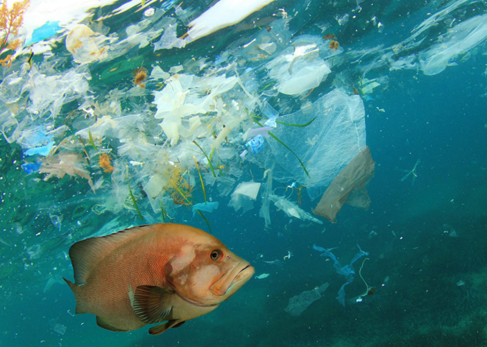 存在4500万年的海洋霸主,被塑料垃圾逼到绝境,为何沦落至此?