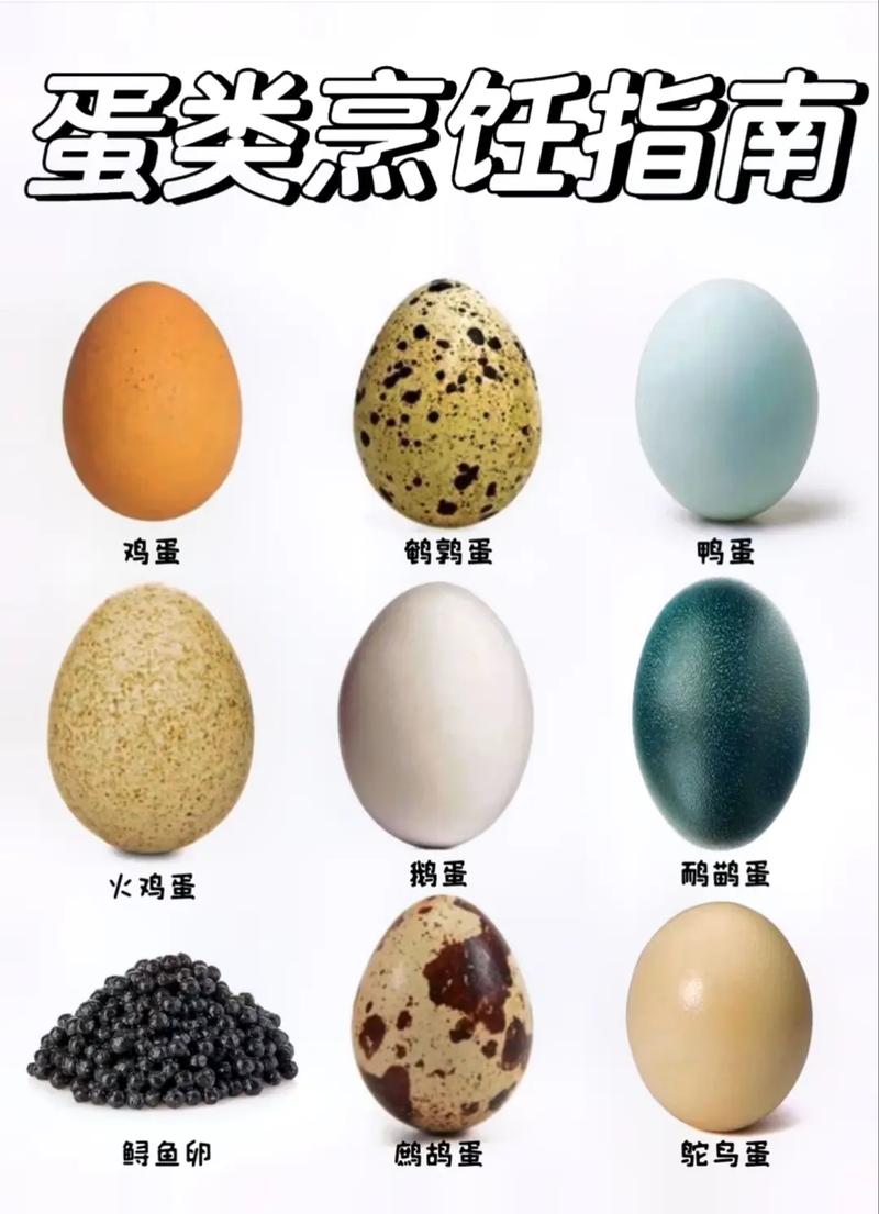 蛋的种类那么多你会做吗?61鸡蛋(chickenegg):   - 抖音