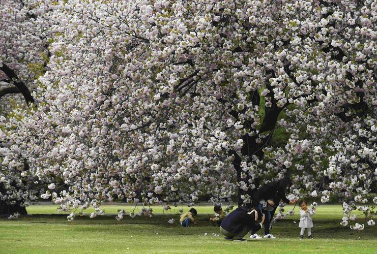 当地时间2021年4月2日,日本东京,日本新宿御苑樱花盛开.