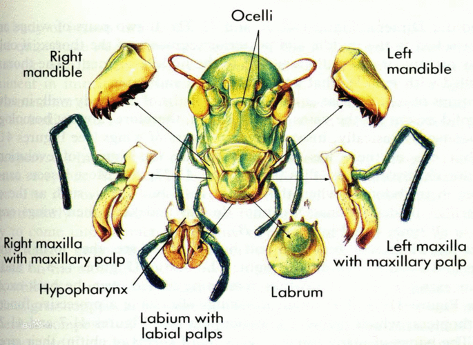 具有咀嚼式口器的昆虫,口器各部分的构造随虫态,食性,习性等略有变化