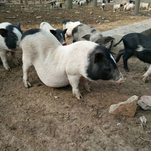 莒南巴马香猪养殖技术要点哪里有卖巴马香猪的