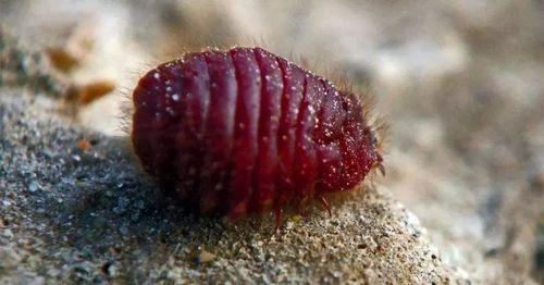 口红的制作材料原材料是什么昆虫