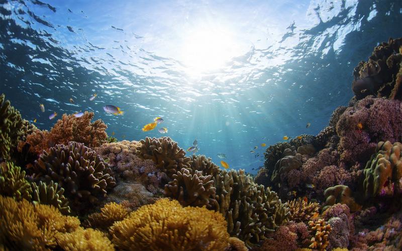盘点世界10大最美珊瑚礁:过去十年,这样的美景已消失14%
