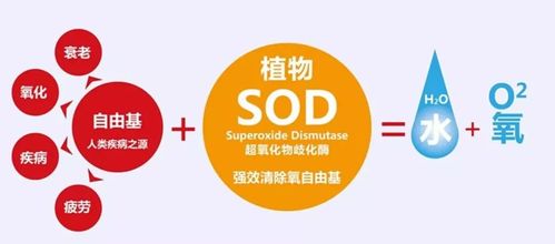 【 sod 酶等清除自由基生化 反应 过程】超氧化物岐化酶(superoxide