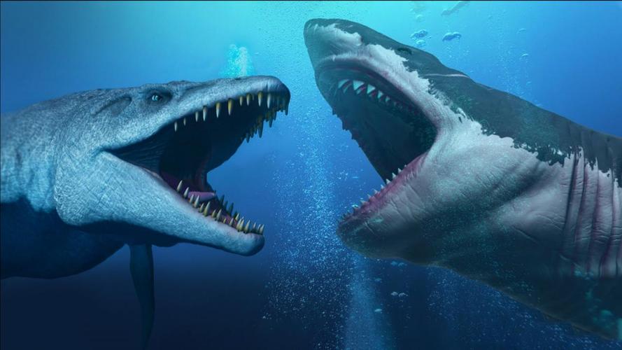 巨齿鲨的天敌都有谁