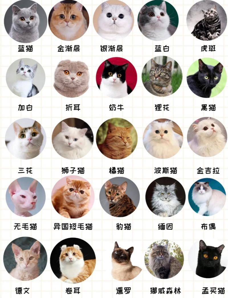 新手养猫|25种猫咪品种大全|我最喜欢养的 1.