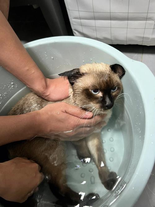 暹罗猫洗澡心里一万个不愿意