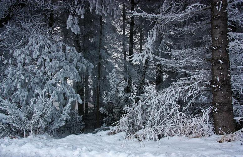 森林,冬天,雪,冰,白霜,弗罗斯特,寒冷