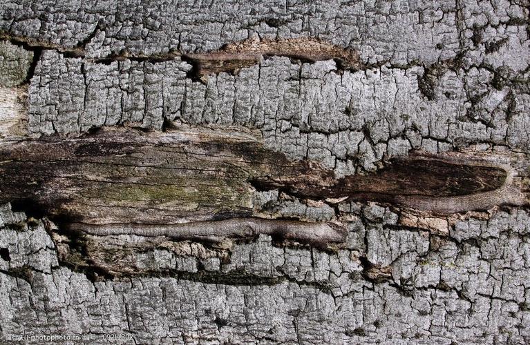 树纹 树木 树皮 木纹 木板 材质 木头 肌理 纹路 纹理 wood 底纹边框