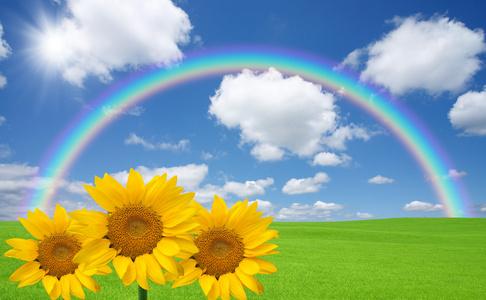 绿草和彩虹和向日葵照片