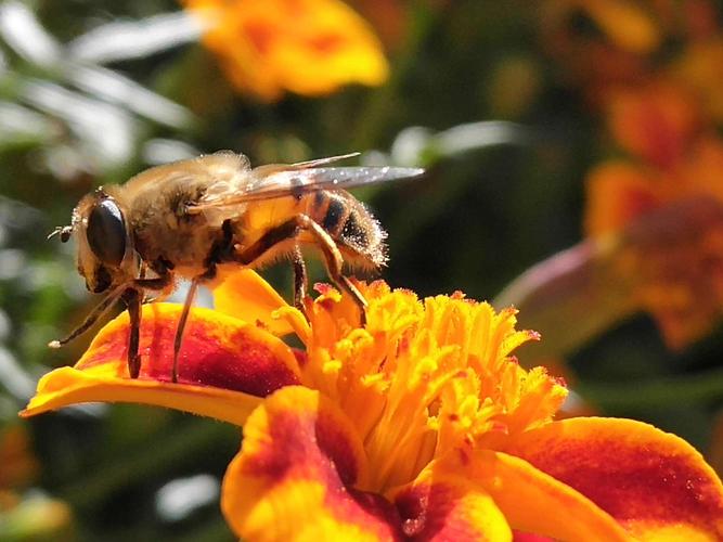 蜜蜂为什么要采蜜