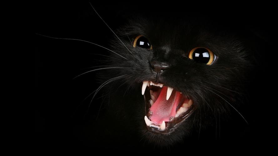 神秘高冷的黑色猫猫图片桌面壁纸