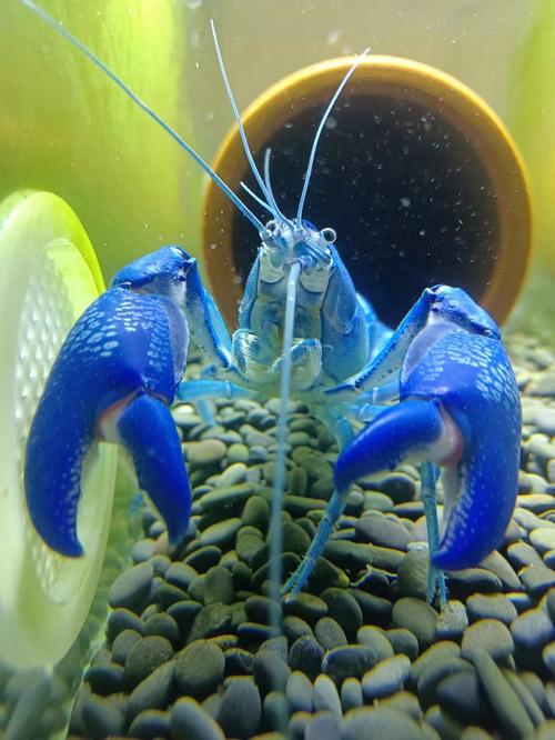 9淘宝新品观赏虾螯虾印尼火山破坏者星际天空蓝魔虾活体淡水小龙虾