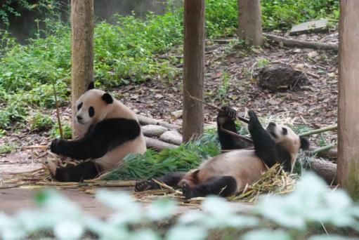 雅安碧峰峡野生动物园有大熊猫吗