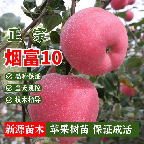 烟富10号苹果苗乔化红富士苹果树苗地栽南方北方种植果树当年结果