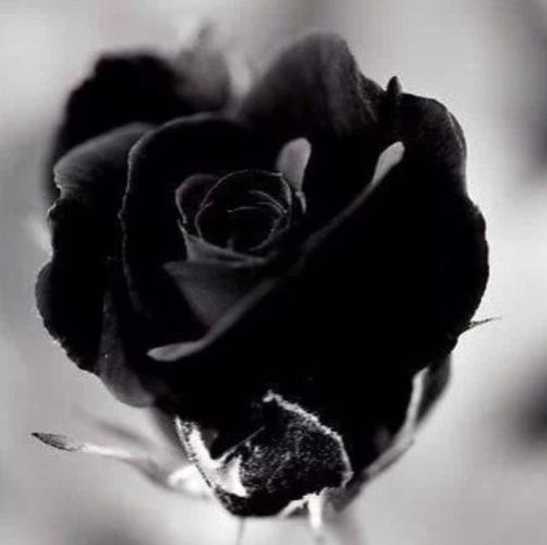 黑色玫瑰头像男生