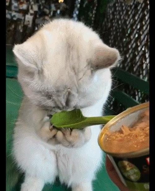 主人用勺子喂猫咪吃饭没想到它双爪捧着饭勺舔要成精的节奏