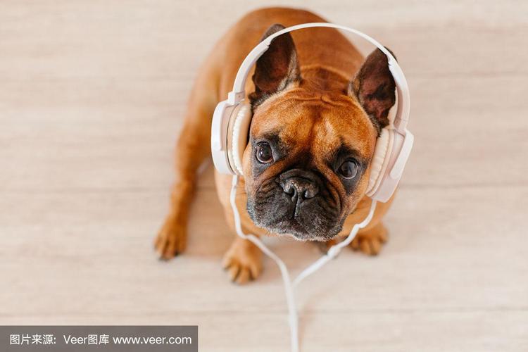 可爱的棕色法国斗牛犬在家和看着镜头.有趣的狗听音乐的白色耳机.