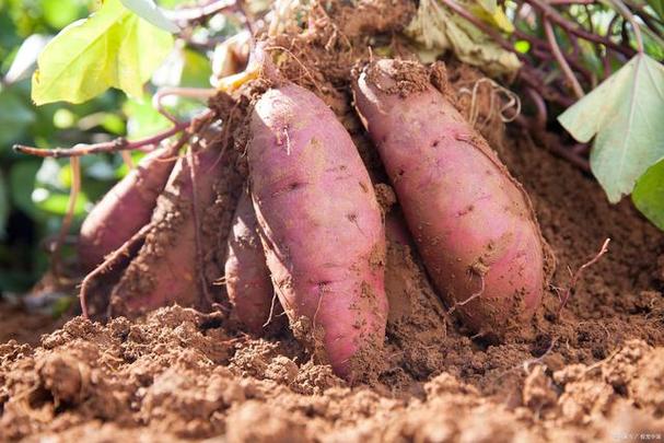 红薯的食用价值和种植技巧