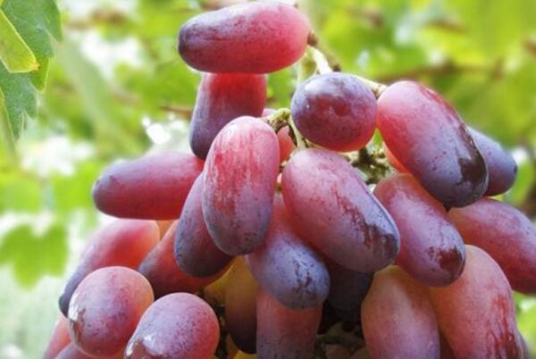 由尼龙坤和巴拉底2号杂交而成的葡萄品种,在葡萄成熟后果实形状饱满