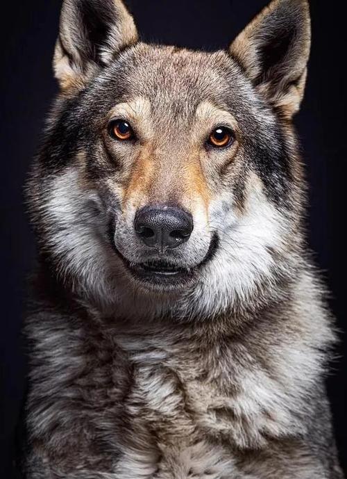 捷克狼犬,似狼却非狼,不仅帅气逼人价格也让人望而却步