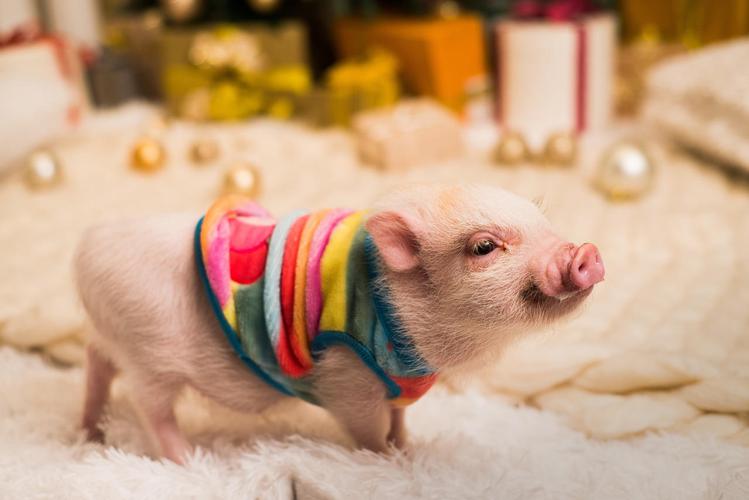 穿着彩虹衣服的粉红色小猪