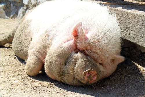 大肚猪,猪,打瞌睡,厚厚,放松,太阳,弛豫
