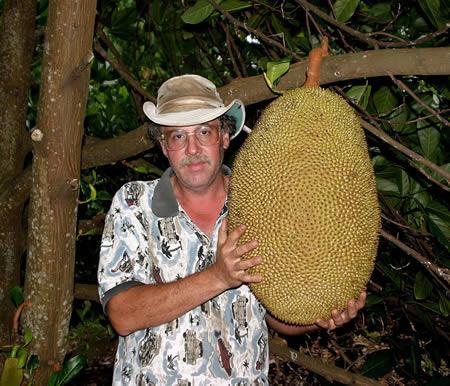 最大的菠萝蜜有多少斤