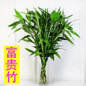 盆栽竹植物图片及名称