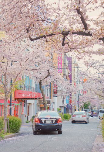 樱花下的日本街道