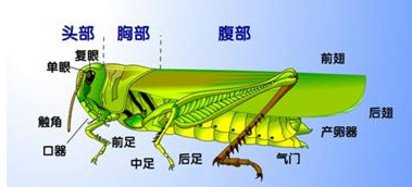 解答:分析:蝗虫是典型的节肢动物,属于昆虫纲,可根据蝗虫的结构特点