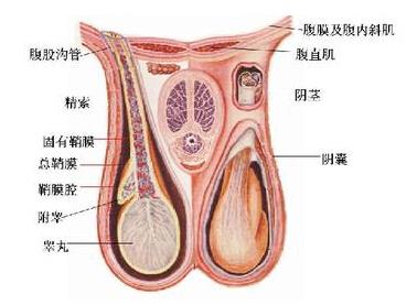 睾丸鞘膜积液的病因有哪些