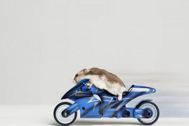 老鼠骑摩托车