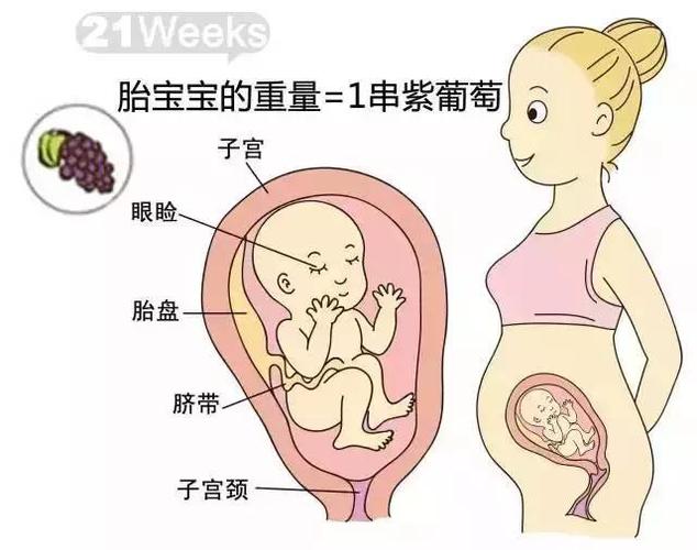 怀孕二十一周胎儿图片
