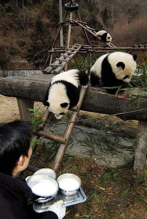 熊猫吃什么食物有哪些(熊猫最爱吃的10种食物)