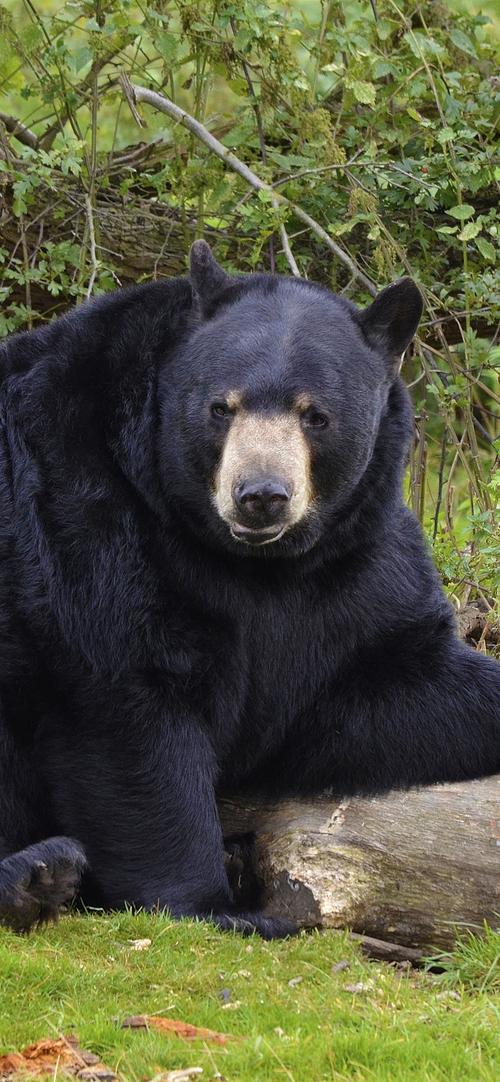 黑熊,木头 iphone 壁纸