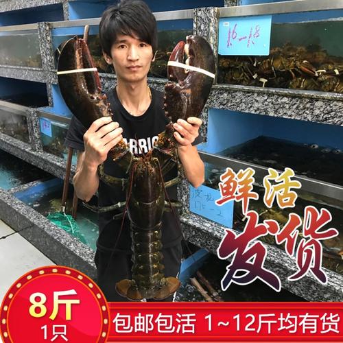 深圳澳洲龙虾