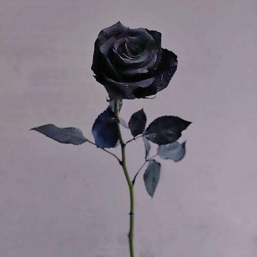 黑玫瑰花图片唯美壁纸