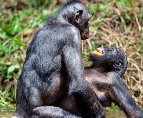 世界十大最浪漫的动物排名河豚倭黑猩猩很长情