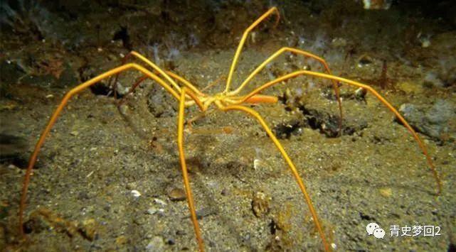 海蜘蛛躲进海底成一统懒懒散散五亿年