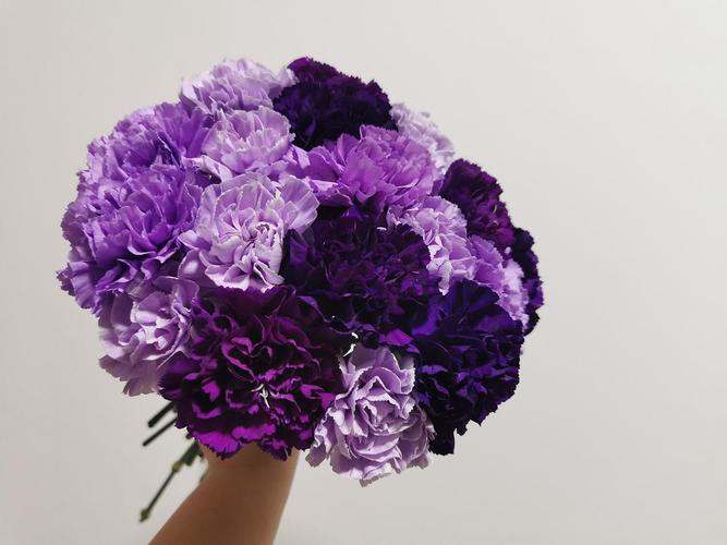 紫色混色康乃馨