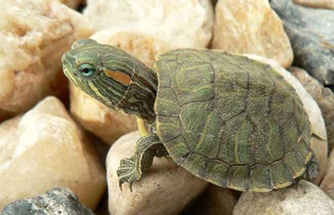 巴西龟寿命多长