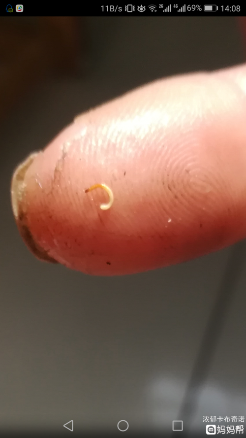 牙虫图片蛀牙 蚜虫