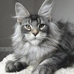 缅因猫纯种俄罗斯纯蓝银虎斑巨型猫赛级血统宠物活体猫缅因猫幼猫